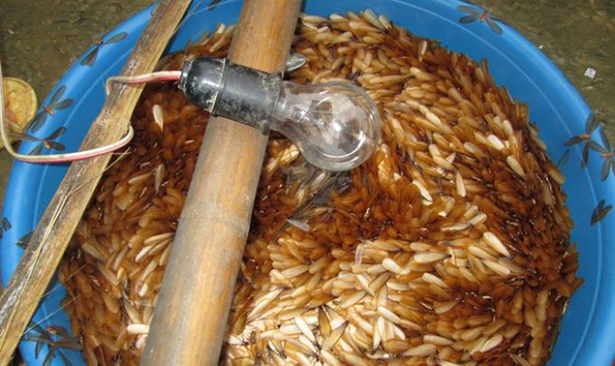 DỊCH VỤ DIỆT MỐI VÀ CÔN TRÙNG