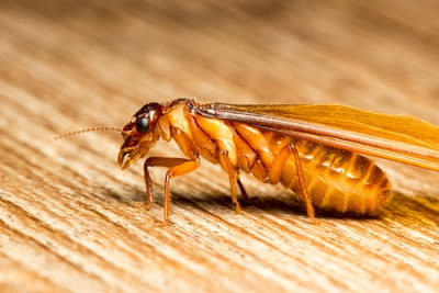 DỊCH VỤ DIỆT MỐI VÀ CÔN TRÙNG