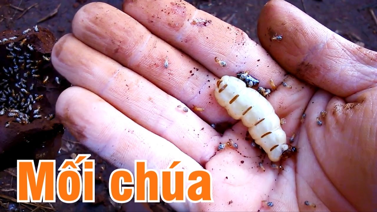 DỊCH VỤ DIỆT MỐI VÀ CÔN TRÙNG