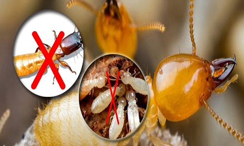 DỊCH VỤ DIỆT MỐI VÀ CÔN TRÙNG