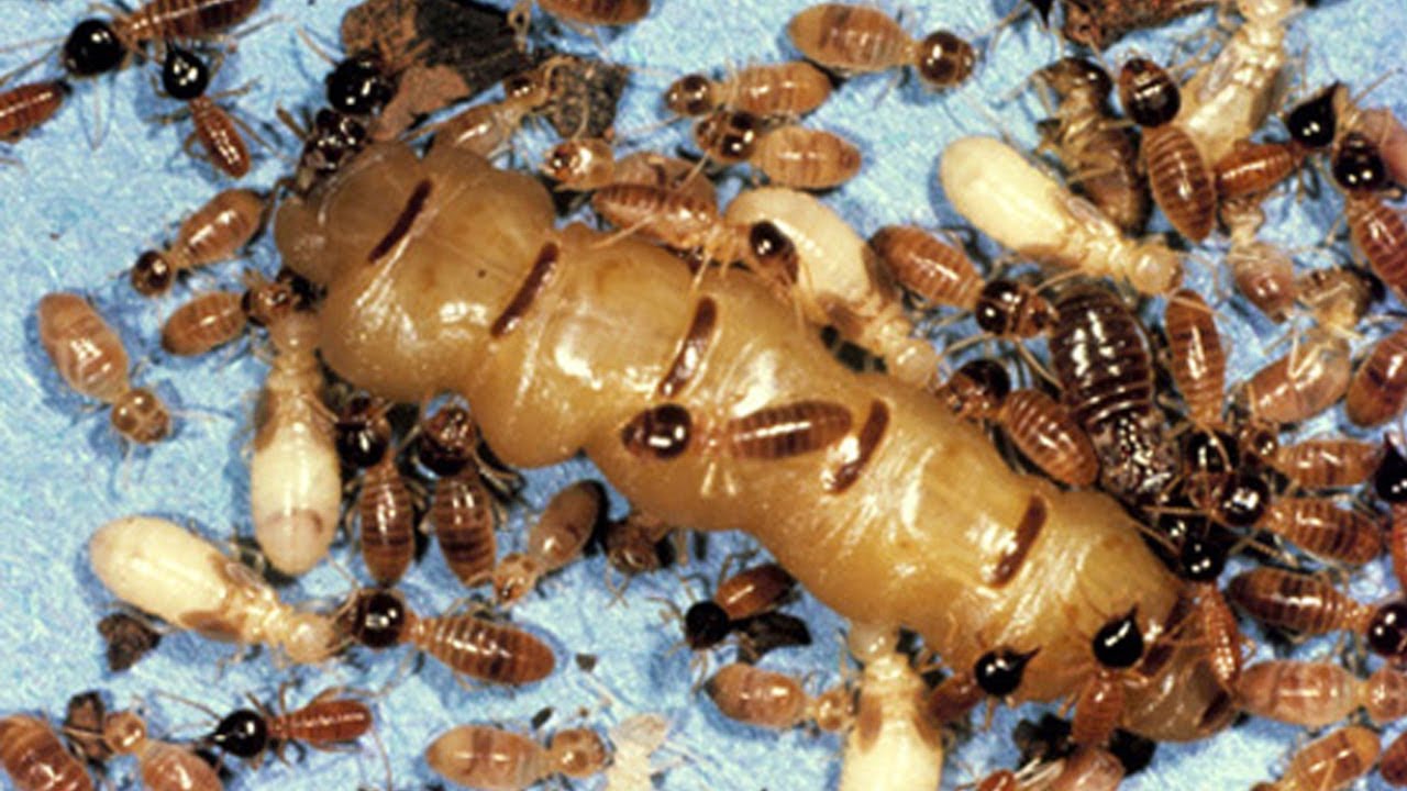 cach-tim-moi-chua-trong-nha-2.jpg