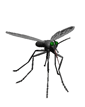 mosquito_moving.gif