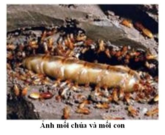 moi%20chua%20va%20moi%20con.JPG