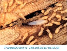 DỊCH VỤ DIỆT MỐI VÀ CÔN TRÙNG