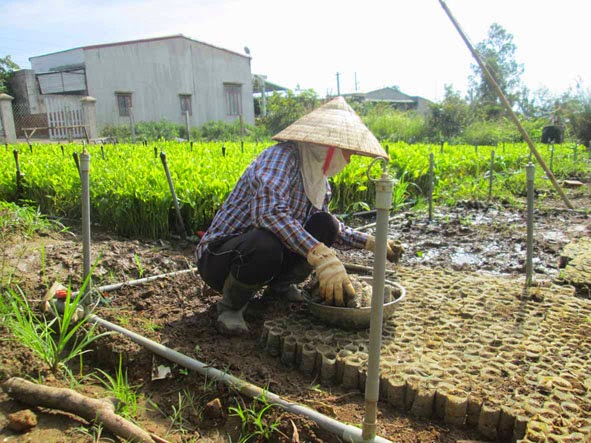 DỊCH VỤ DIỆT MỐI VÀ CÔN TRÙNG