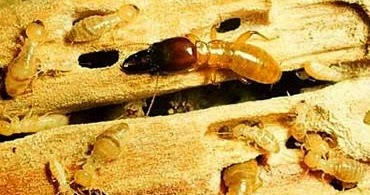 DỊCH VỤ DIỆT MỐI VÀ CÔN TRÙNG